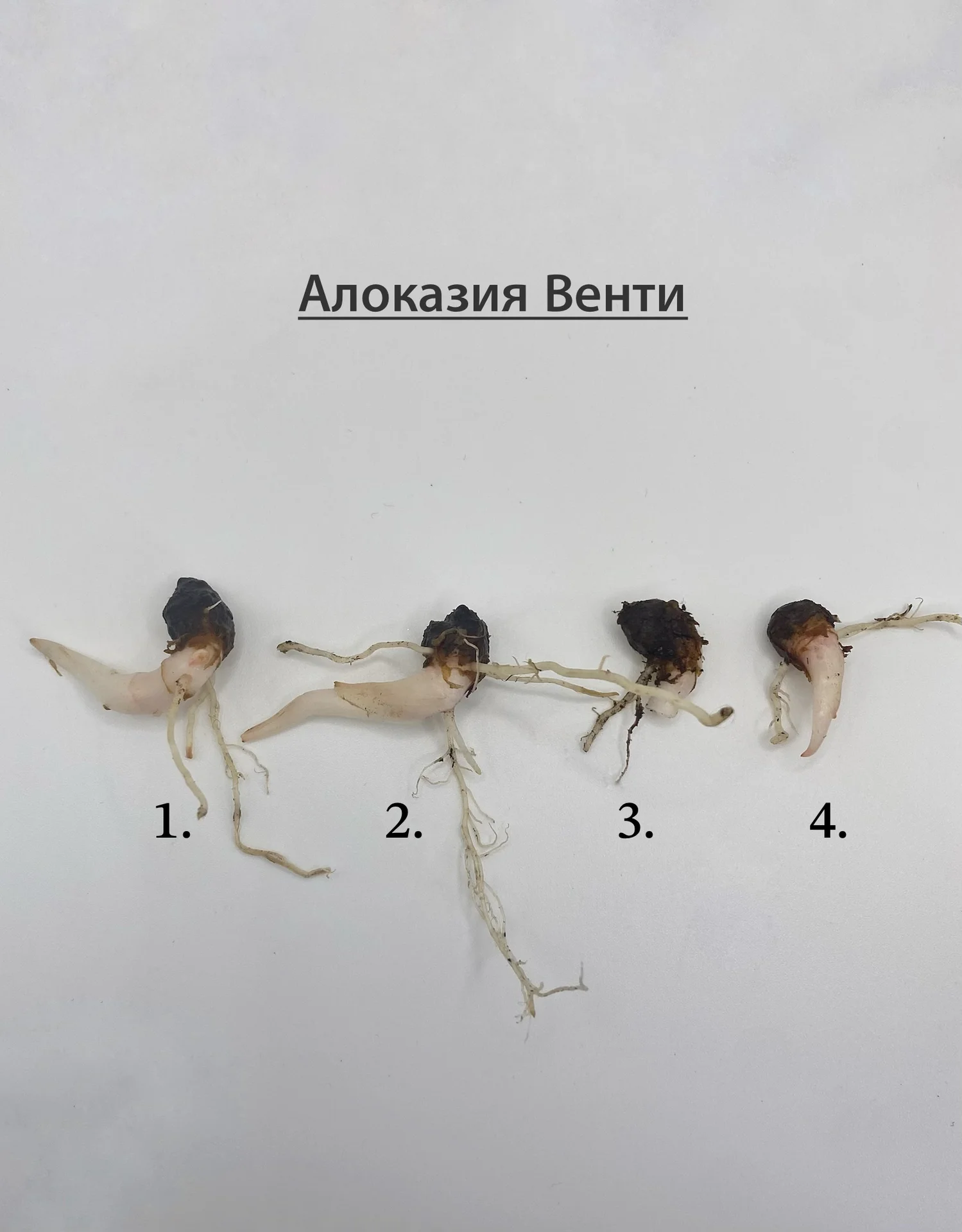 Алоказии - миниатюра 9