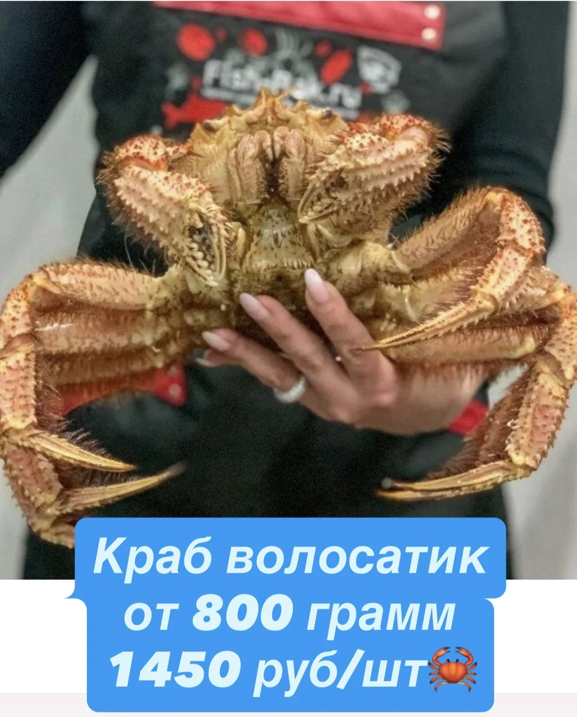 живые раки.краб - миниатюра 4