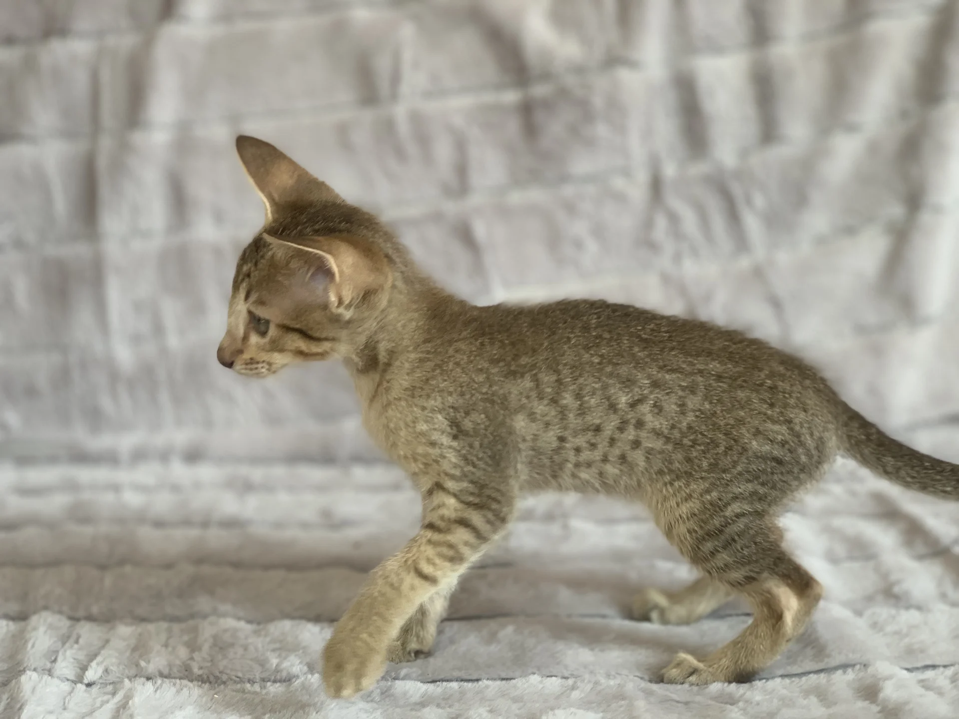 Ориентальные котята, девочки, с документами - миниатюра 7