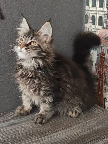 котята - изображение 1