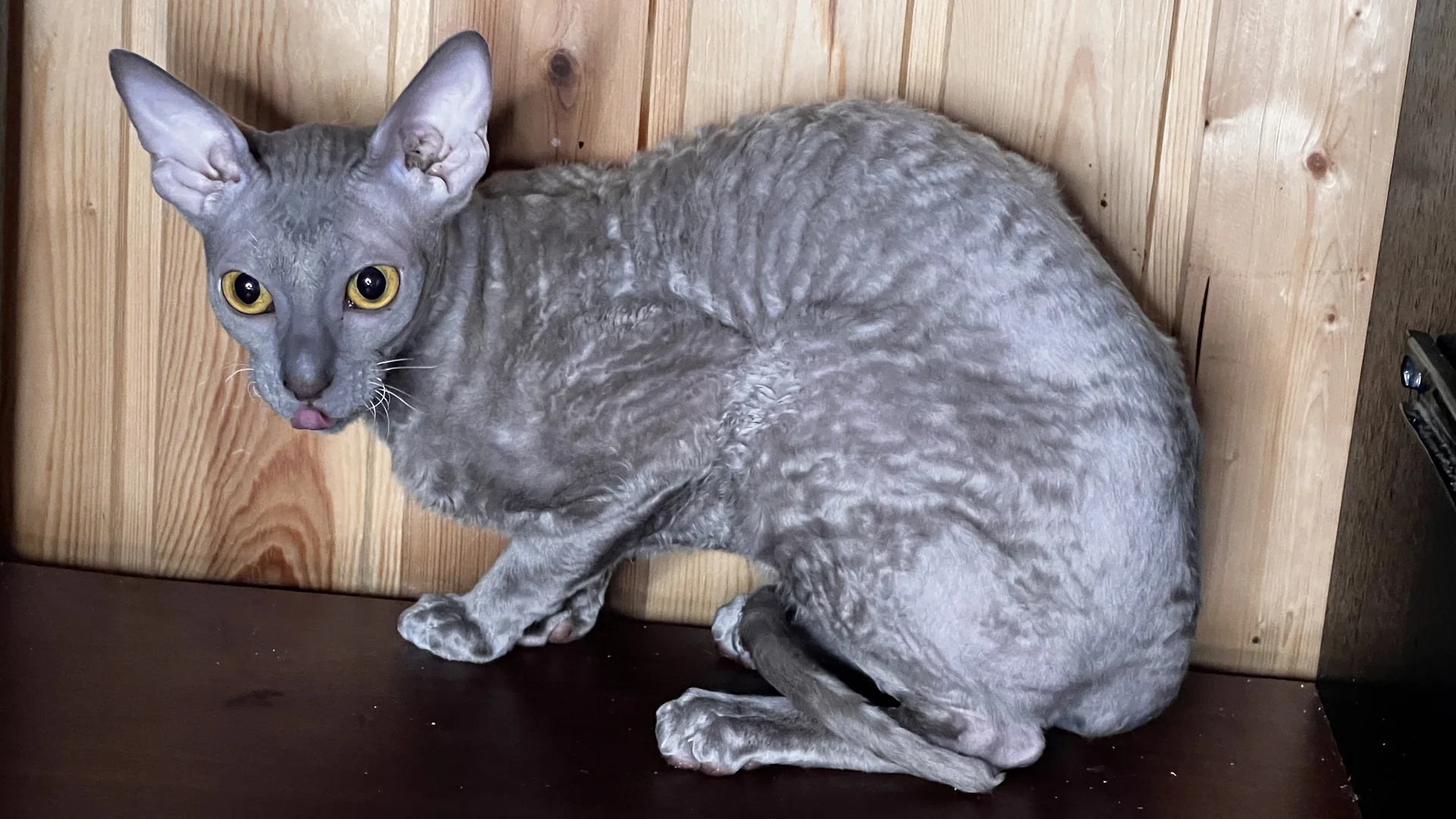кошечка корниш-рекс - изображение 1
