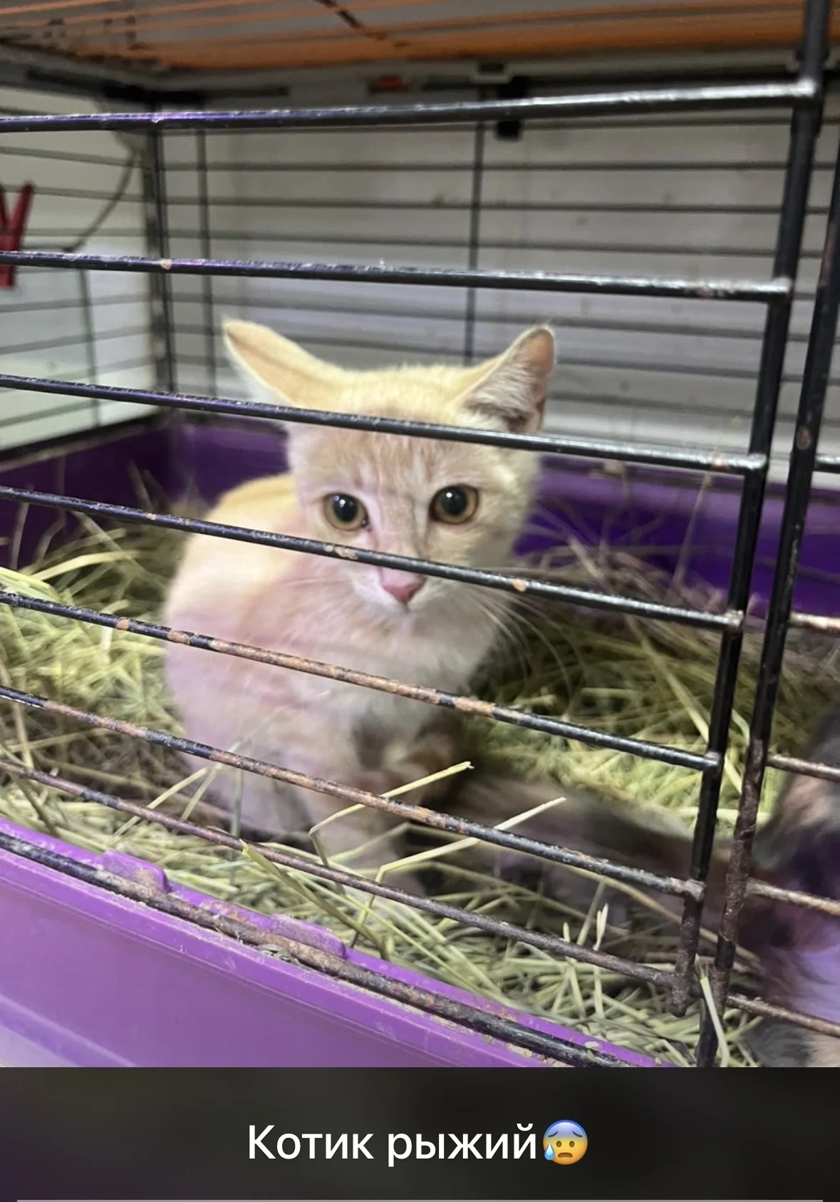 КОТИК В ДОБРЫЕ РУКИ - миниатюра 2