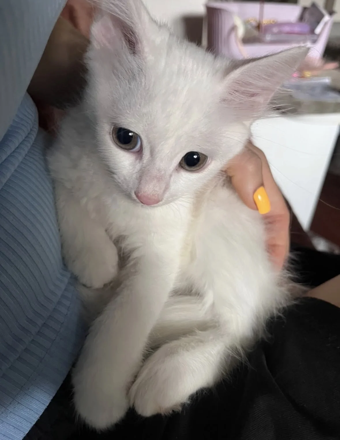 КОТЕНОК В ДОБРЫЕ РУКИ - миниатюра 2
