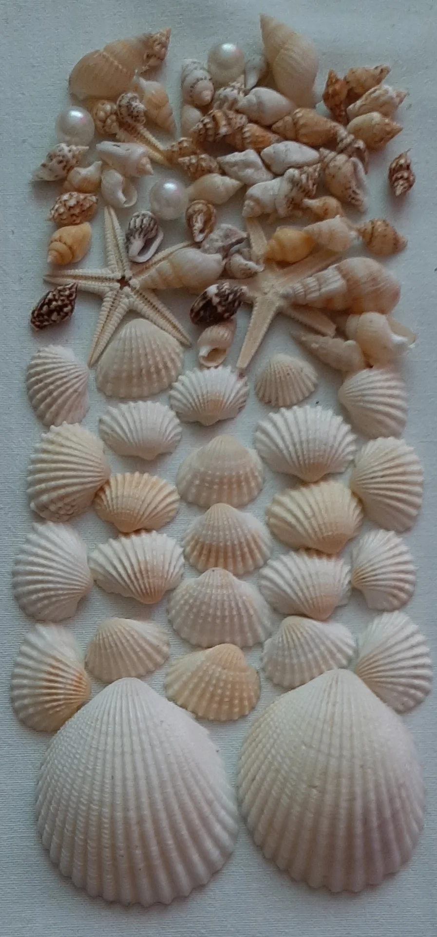Ракушки, раковины - миниатюра 3