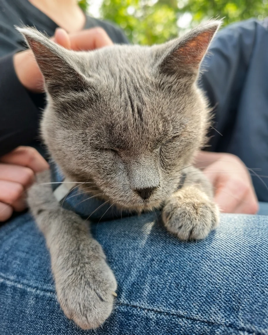 Котик ищет любящего человека💗 - миниатюра 4