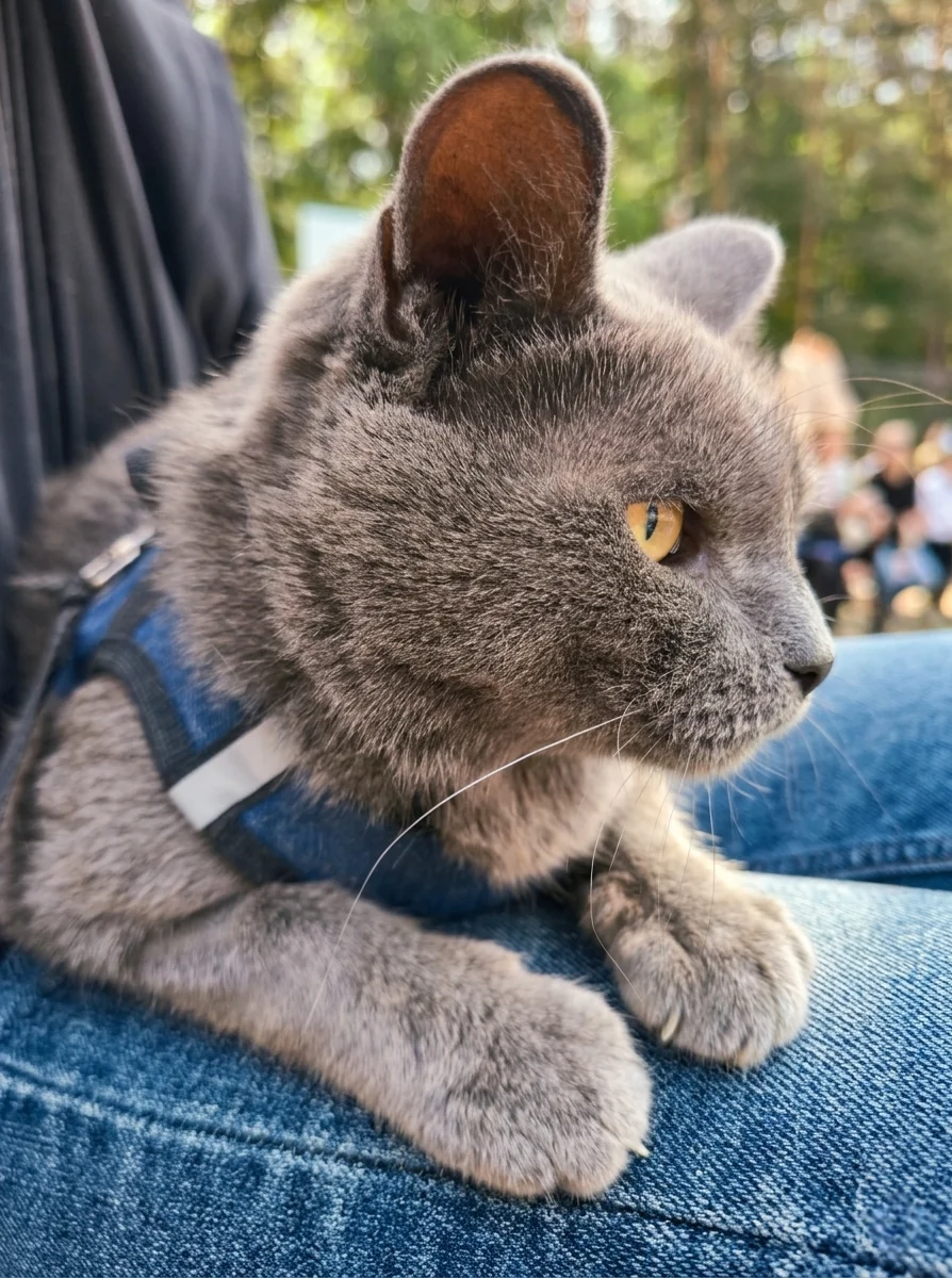 Котик ищет любящего человека💗 - миниатюра 5