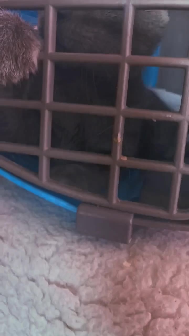 Котик ищет любящего человека💗 - видео 7