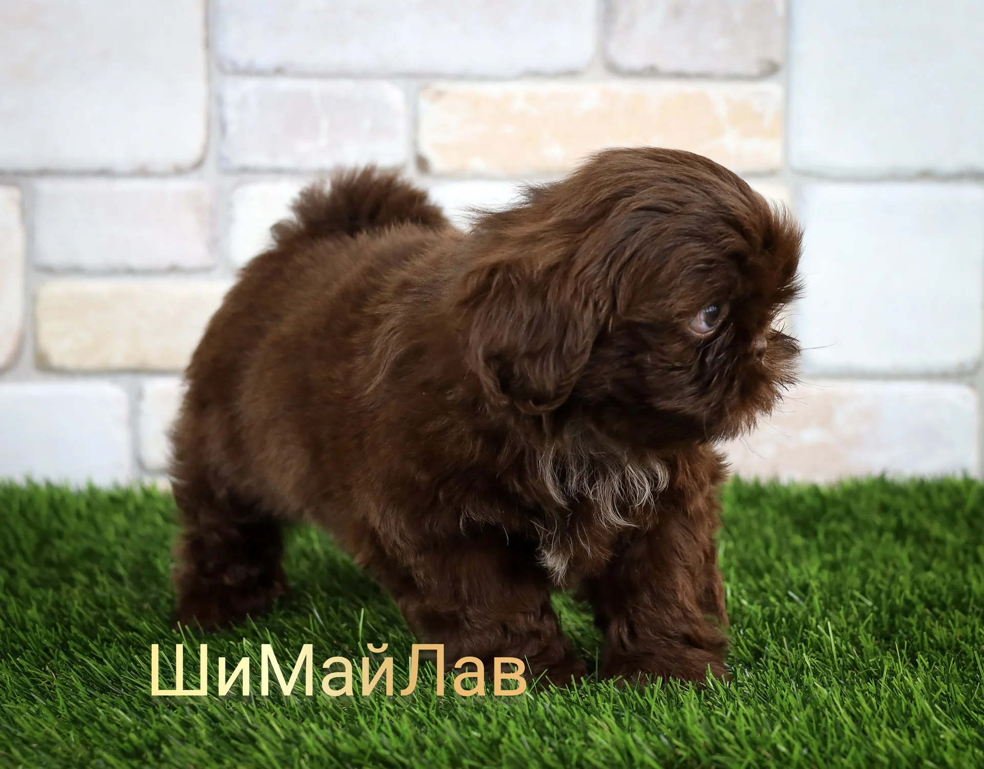 шоколадный мальчик - миниатюра 2