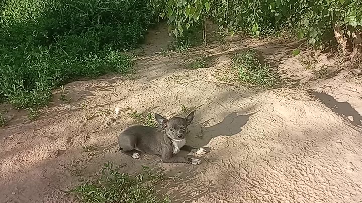 Чихуахуа мск