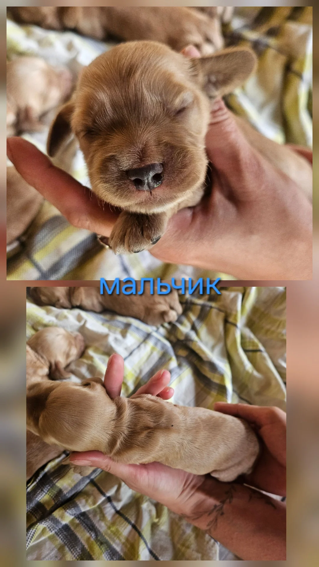 Английский кокер спаниель щенки - миниатюра 4