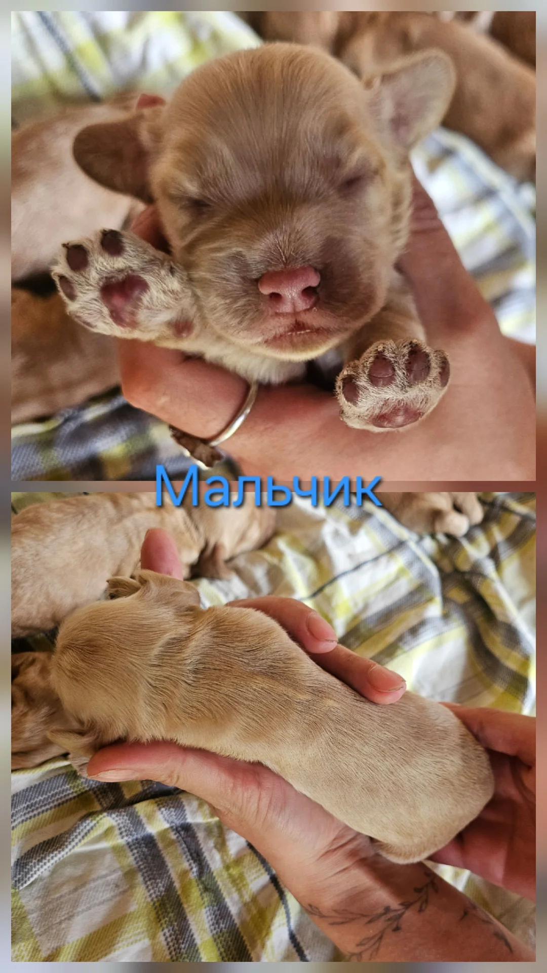 Английский кокер спаниель щенки - миниатюра 5