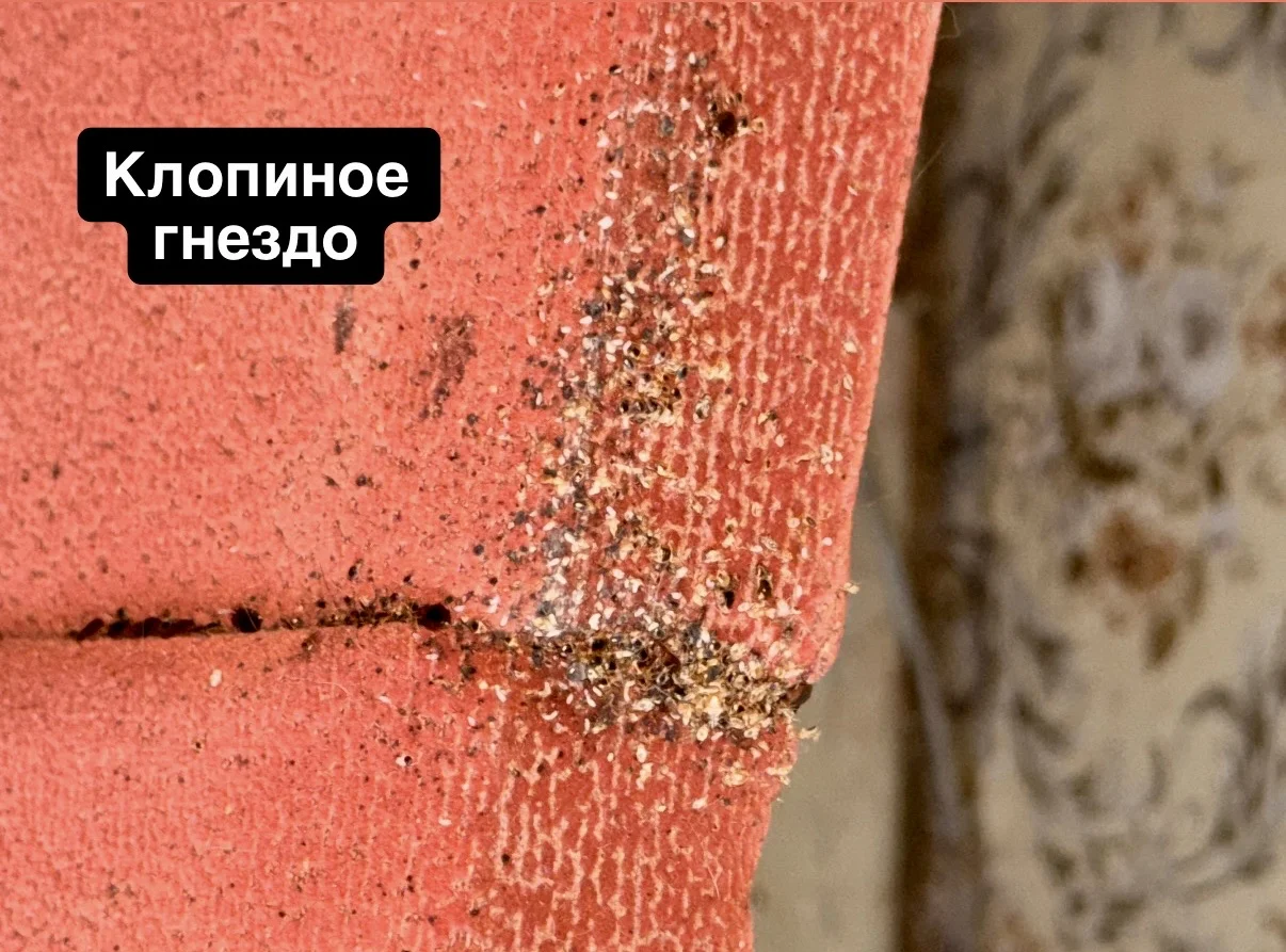 Уничтожение тараканов потравить клопов дезинфекция - миниатюра 2