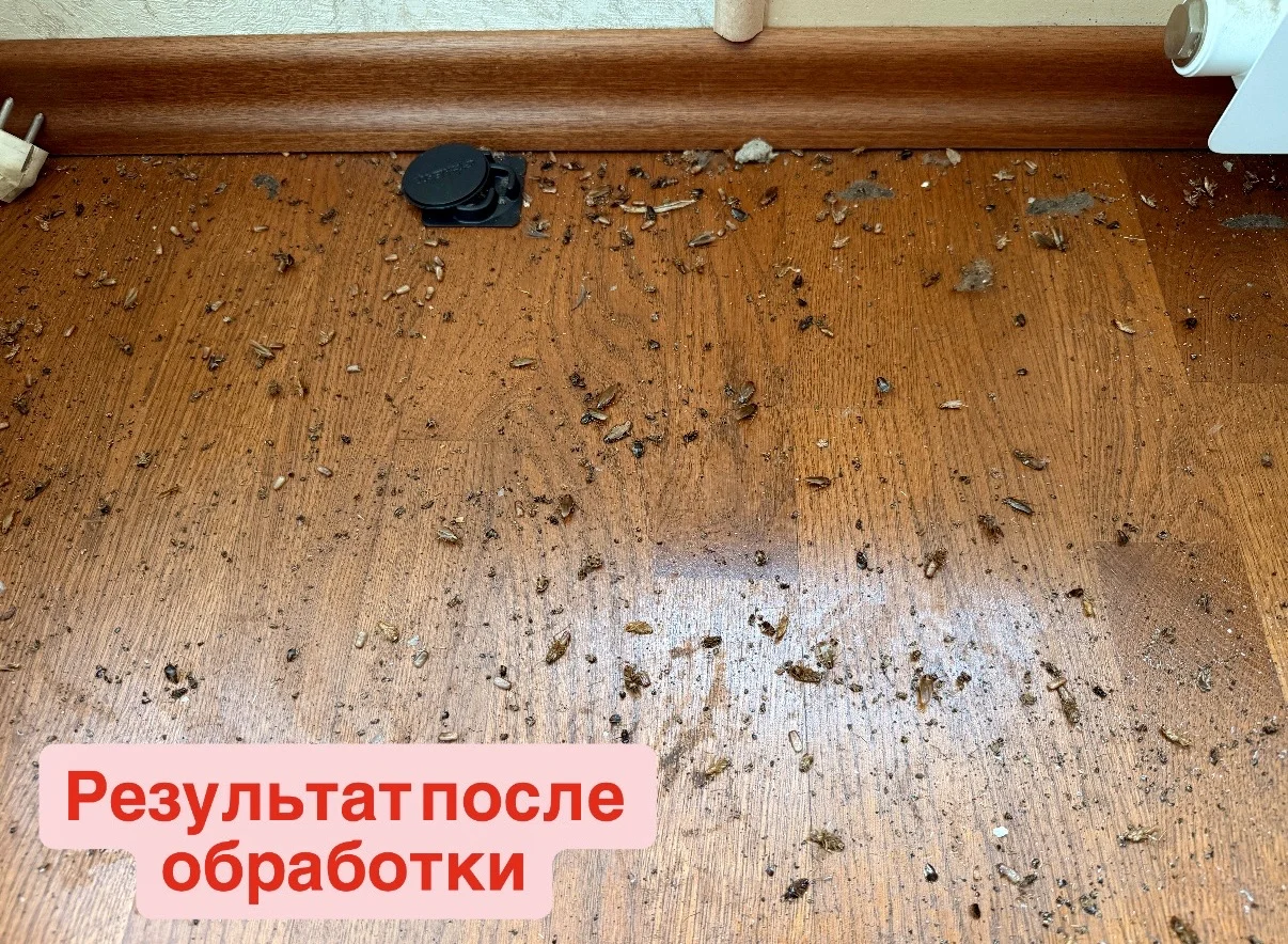 Уничтожение тараканов потравить клопов дезинфекция - миниатюра 3