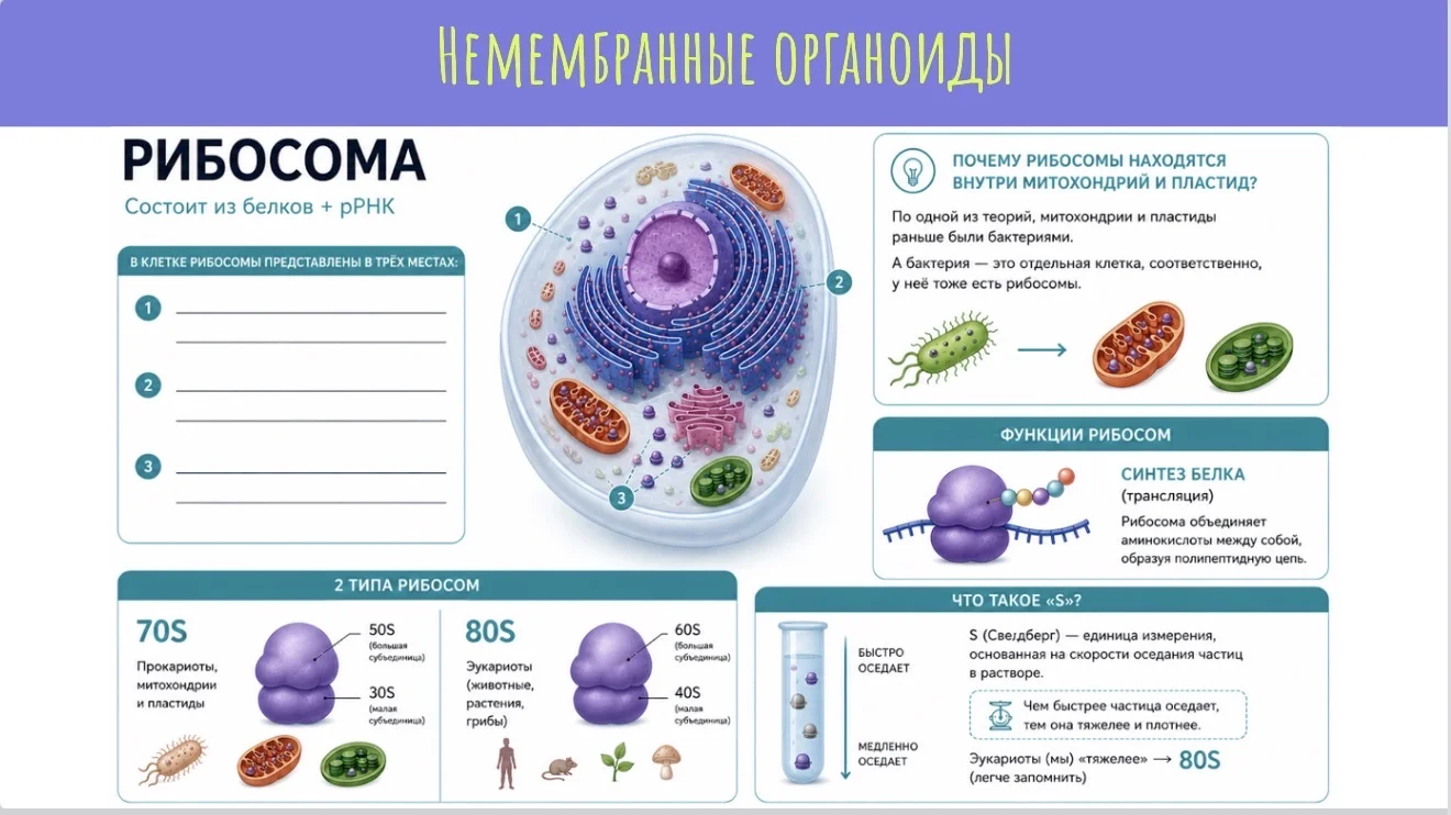 Репетитор по биологии - миниатюра 2