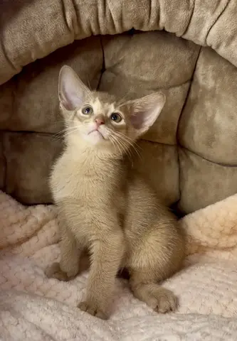 Абиссинские котята, мальчики, девочка