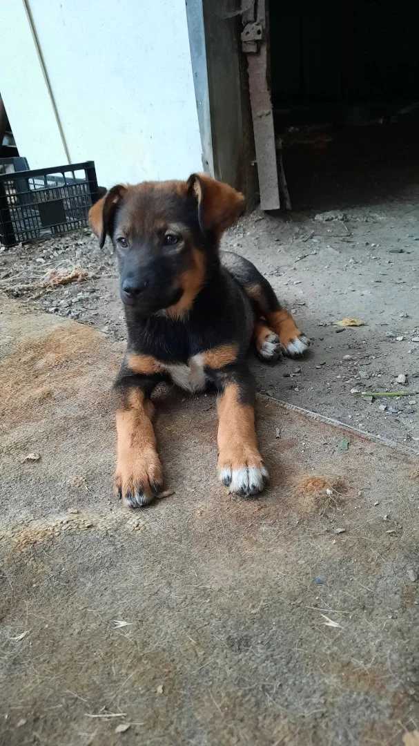 Щенки . - миниатюра 3