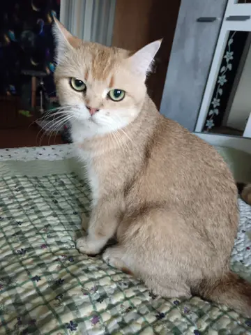 Шотландская кошка