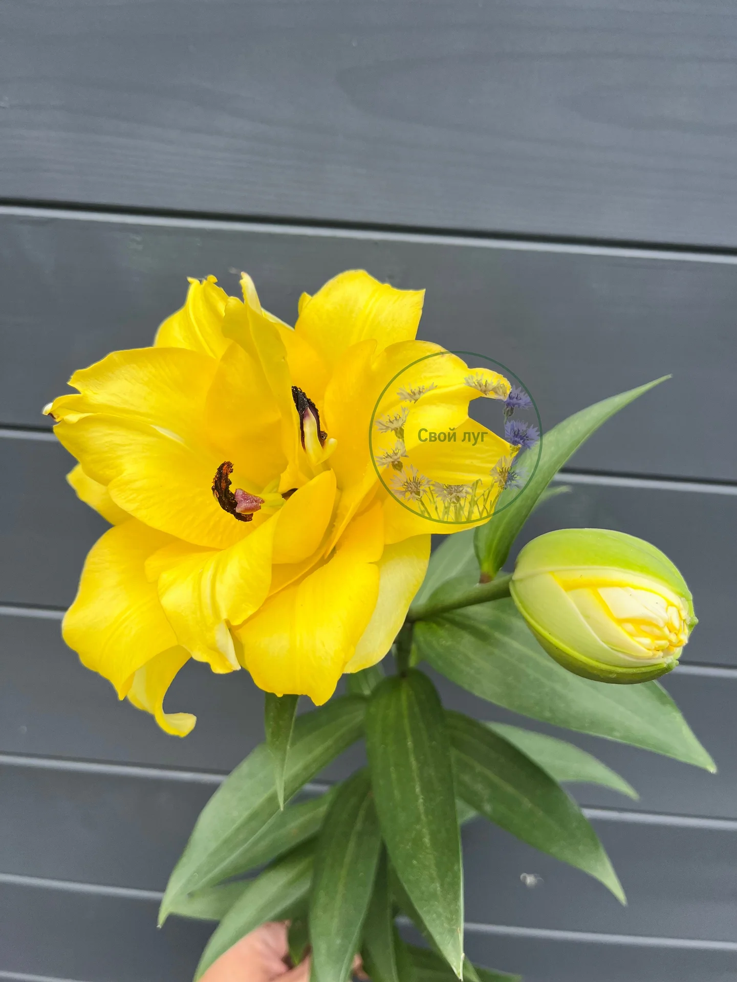 Лилия Экзотик Сан ОТ-гибрид Lilium Exotic Sun - изображение 1