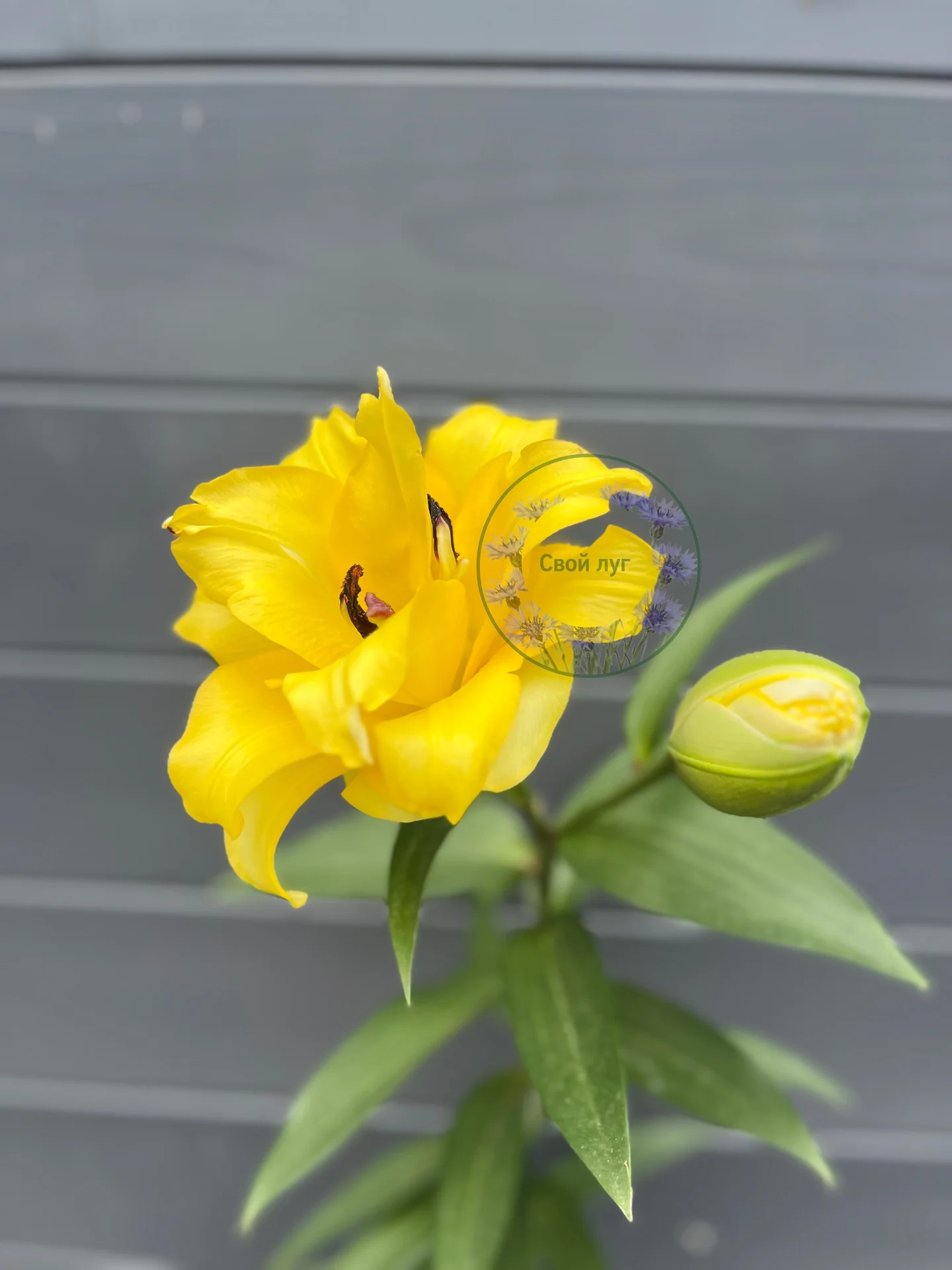 Лилия Экзотик Сан ОТ-гибрид Lilium Exotic Sun - миниатюра 2
