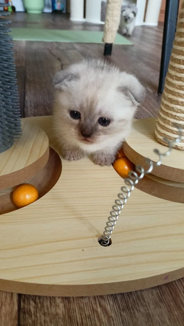 Манчкины: котята, подростки, взрослые. - миниатюра 10
