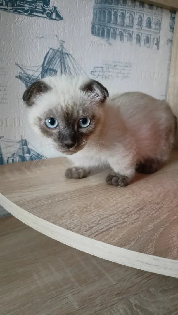 Манчкины: котята, подростки, взрослые. - миниатюра 16