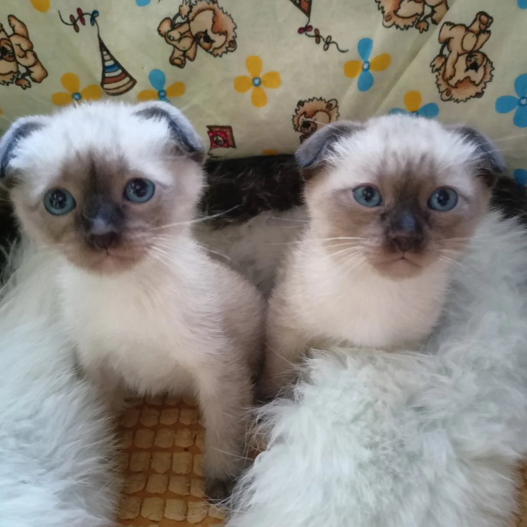 Манчкины: котята, подростки, взрослые. - миниатюра 27