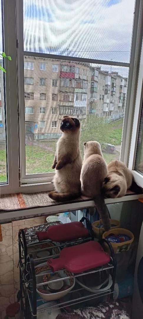 Манчкины: котята, подростки, взрослые. - миниатюра 30