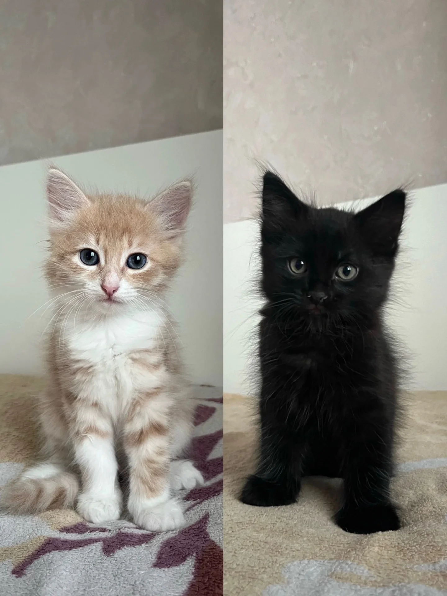 Котята в добрые руки - изображение 1