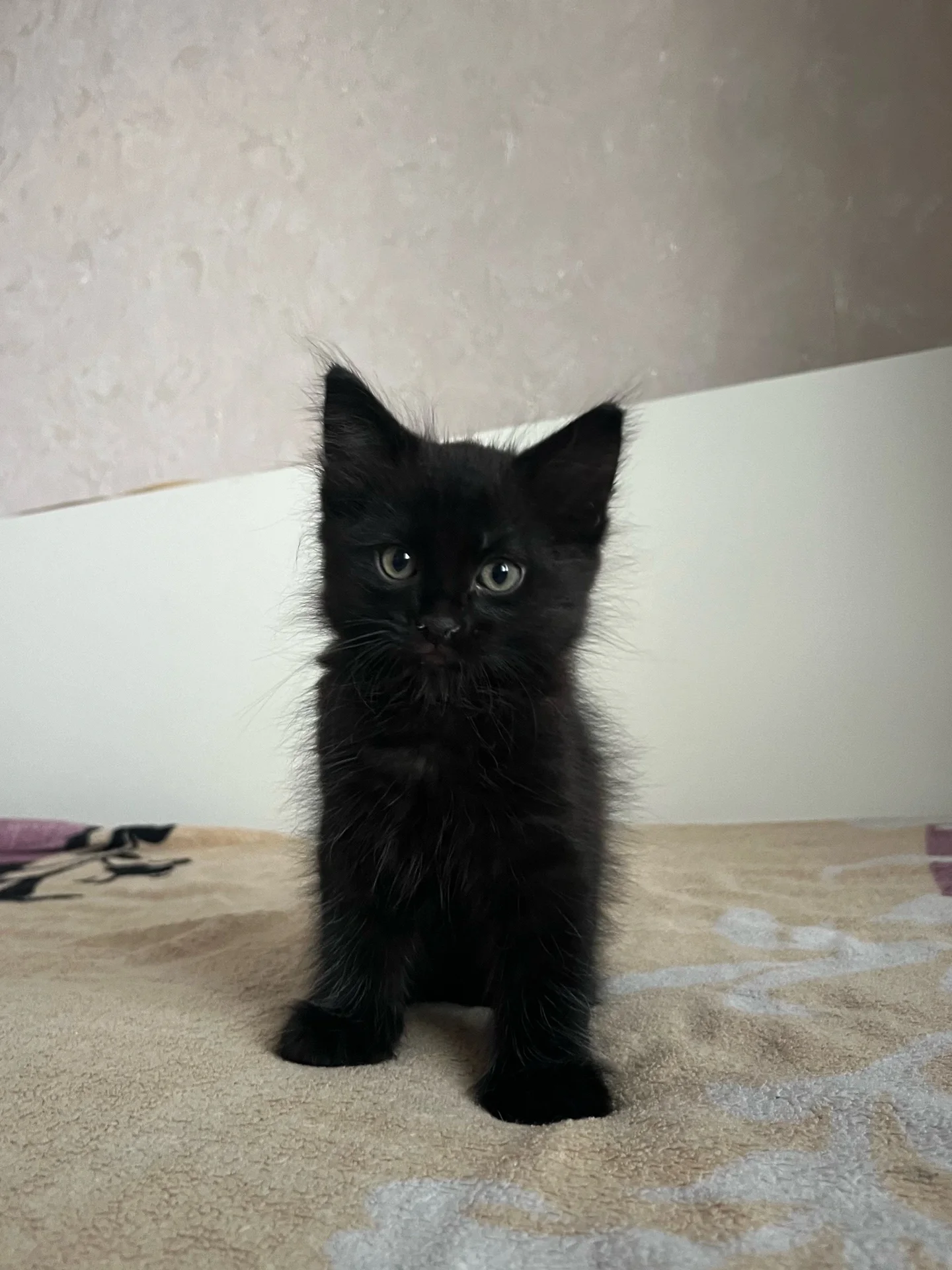 Котята в добрые руки - миниатюра 2