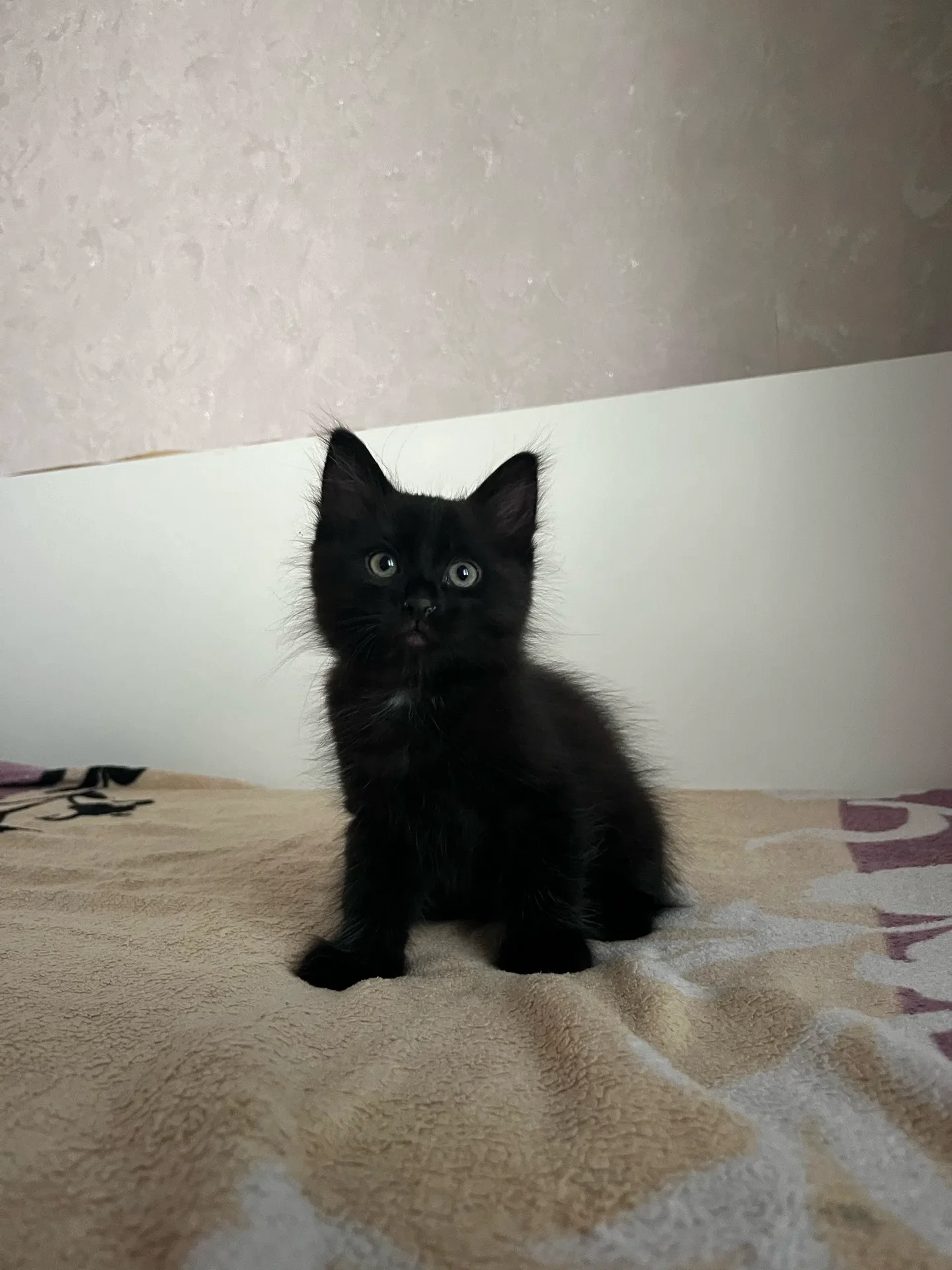 Котята в добрые руки - миниатюра 3