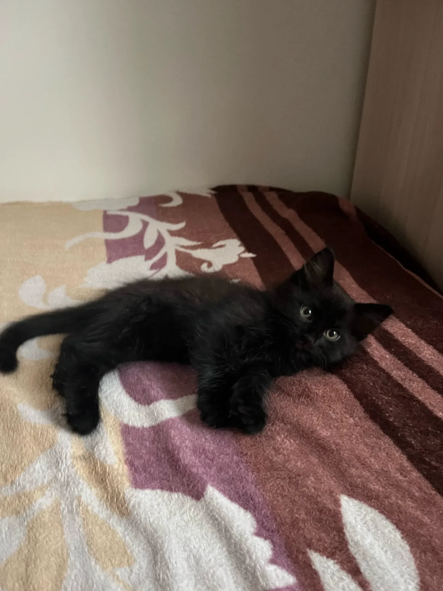 Котята в добрые руки - миниатюра 4