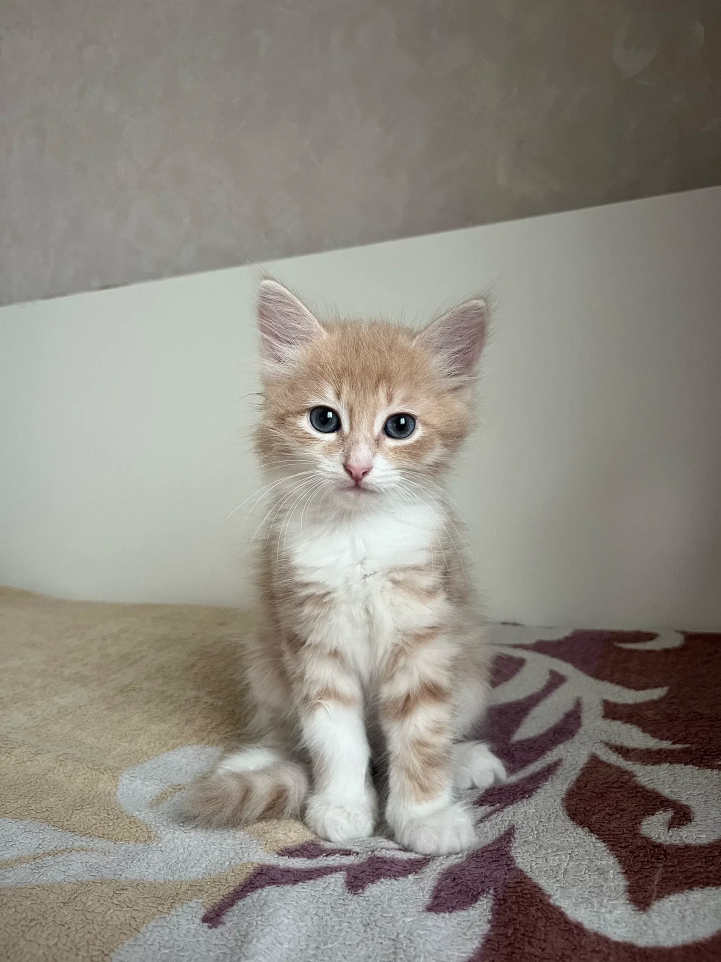 Котята в добрые руки - миниатюра 6