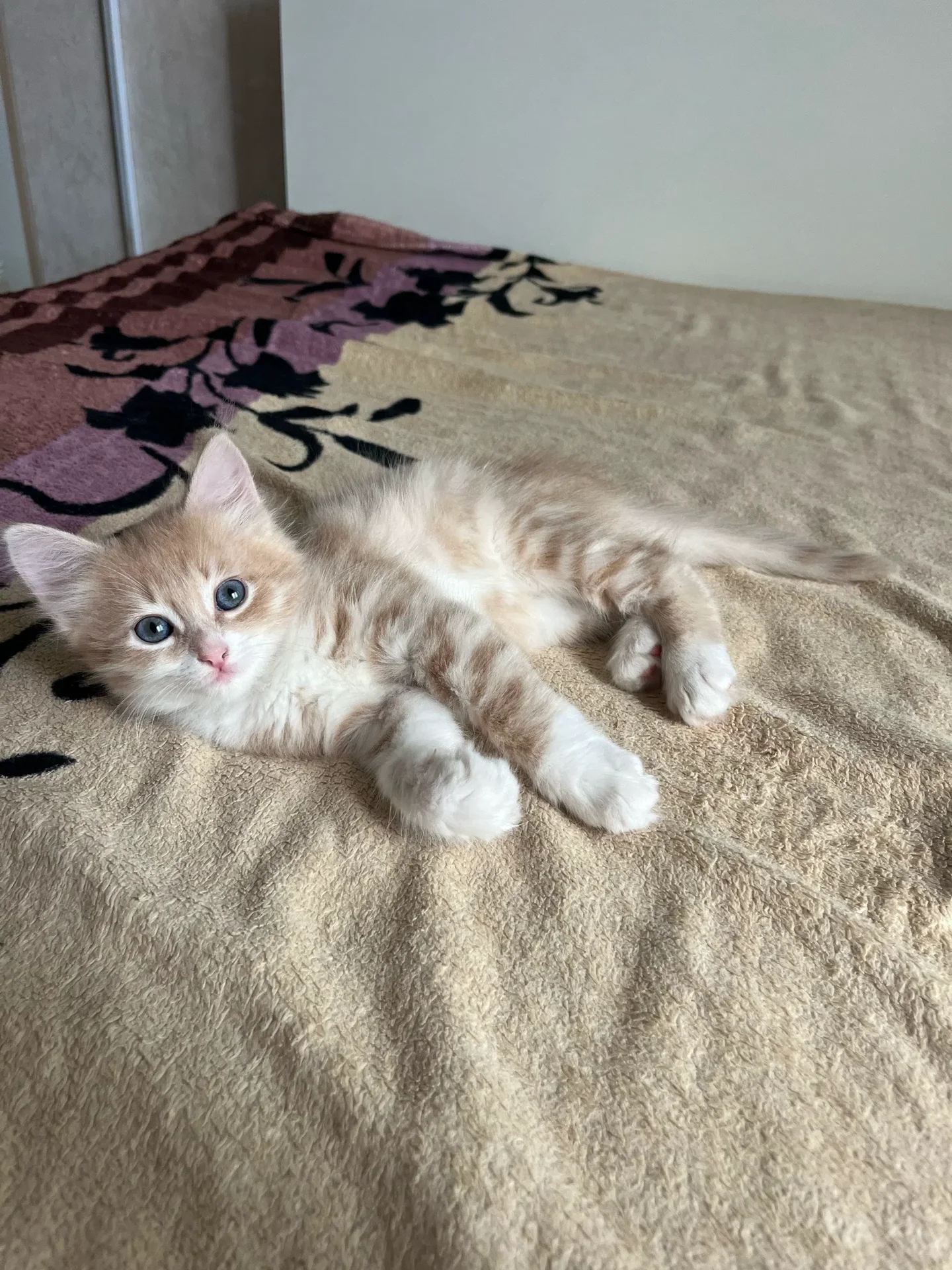 Котята в добрые руки - миниатюра 8
