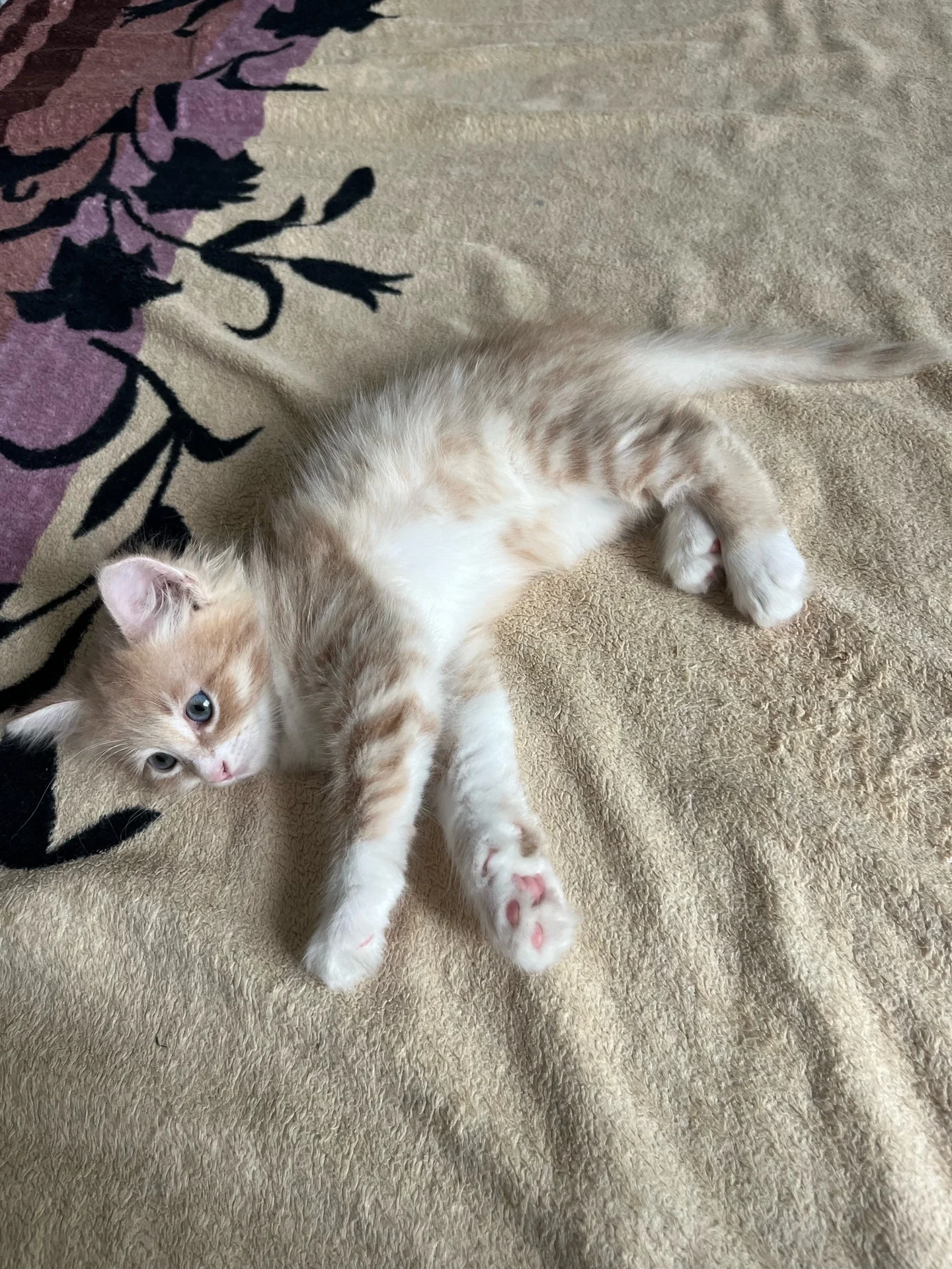 Котята в добрые руки - миниатюра 9
