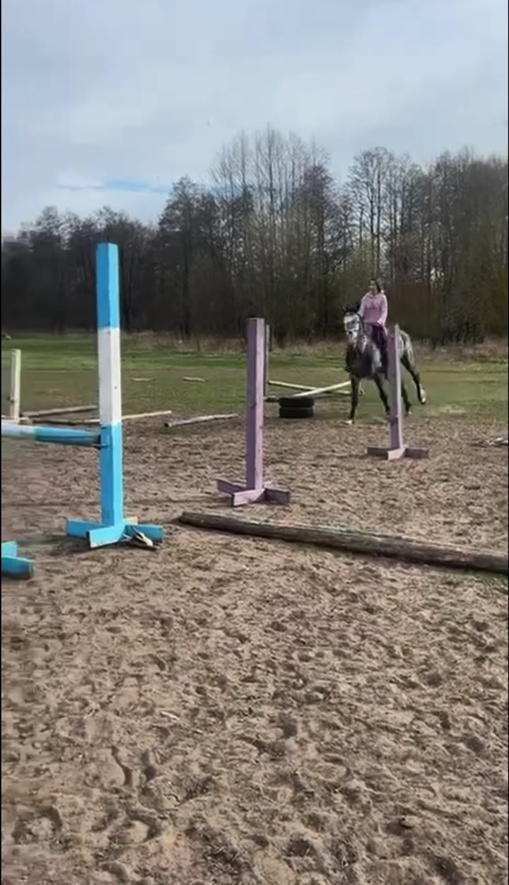 СПОКОЙНЫЙ ЖЕРЕБЕЦ В КОНКУР - видео 2