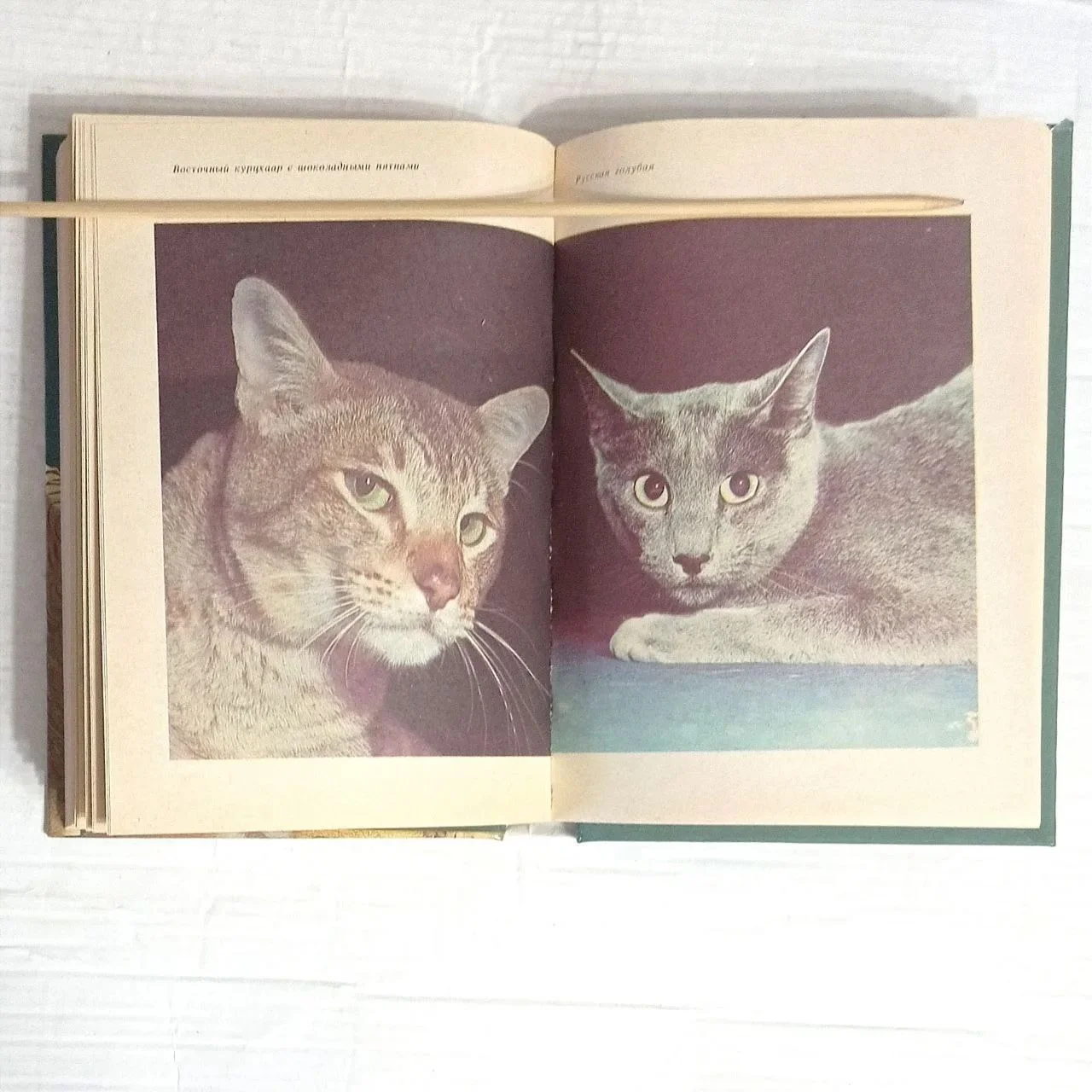 Советы любителям кошек " 1987г - миниатюра 4