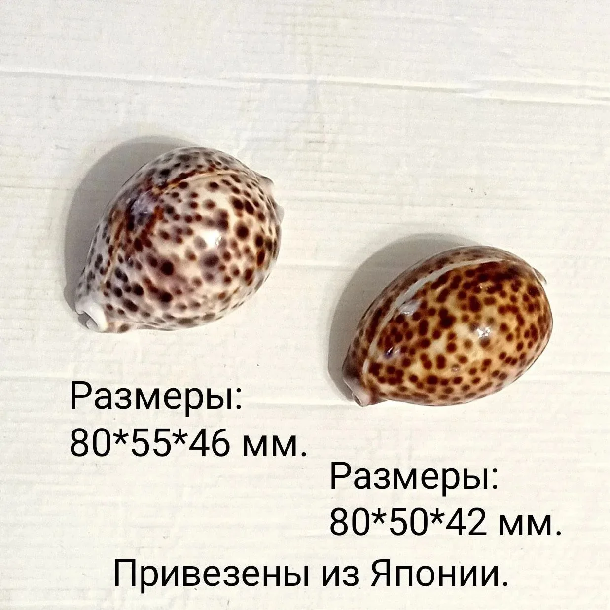Морские ракушки Тигровая Ципрея (Каури) - изображение 1