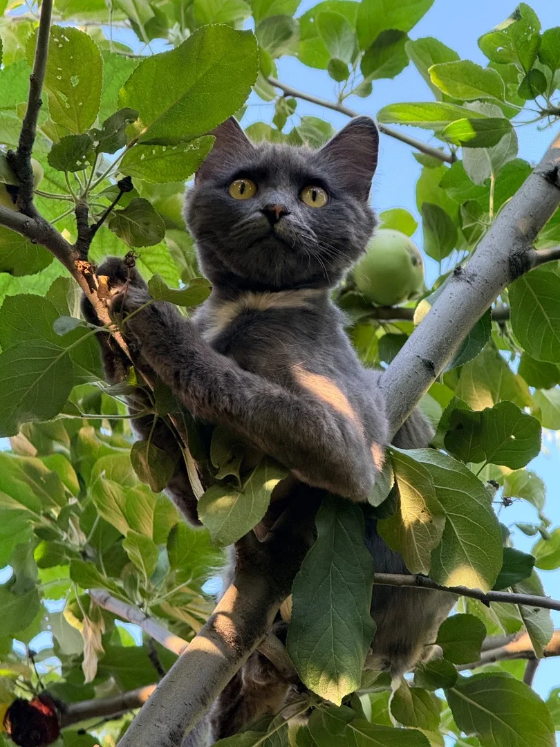 Подарите семью кошечке 🐈🐾 - миниатюра 6