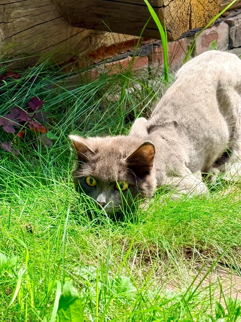 Подарите семью кошечке 🐈🐾 - миниатюра 3