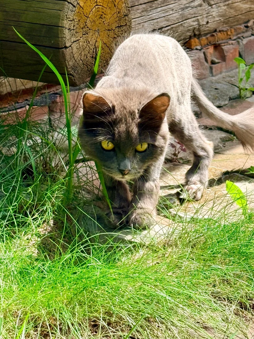 Подарите семью кошечке 🐈🐾 - миниатюра 5