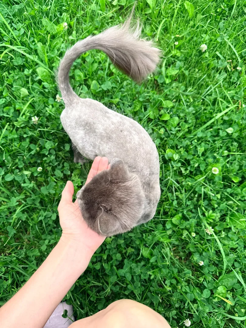 Подарите семью кошечке 🐈🐾 - миниатюра 7