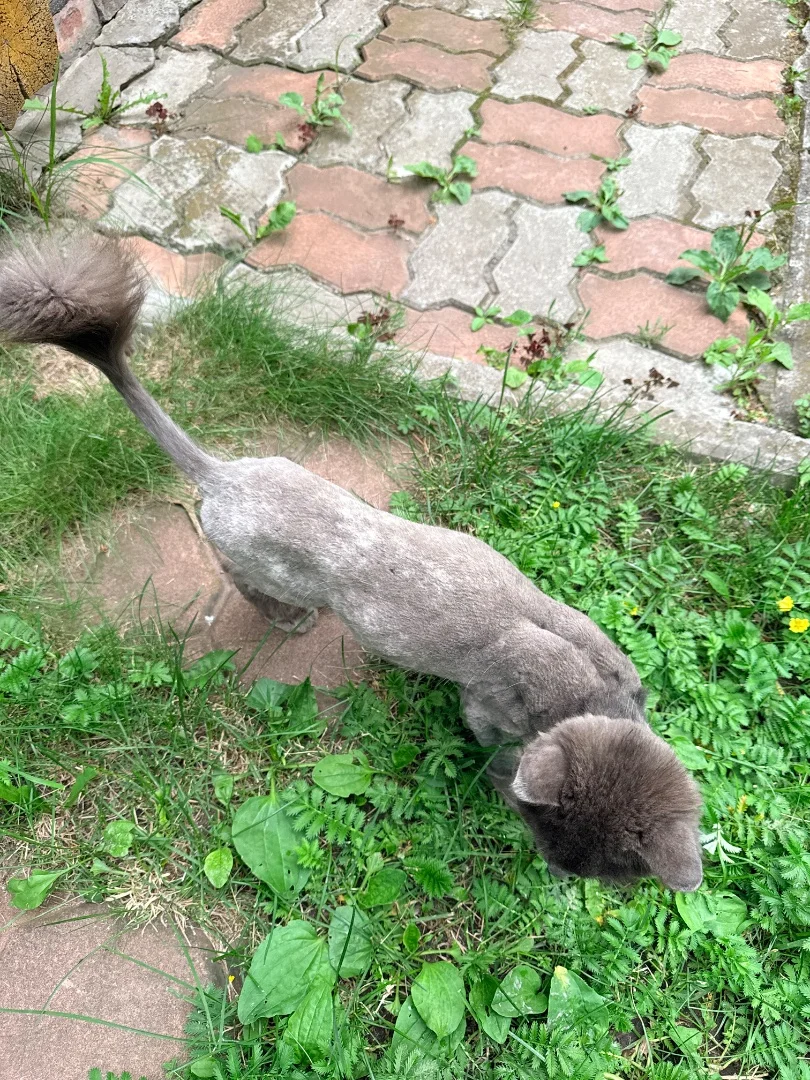 Подарите семью кошечке 🐈🐾 - миниатюра 8