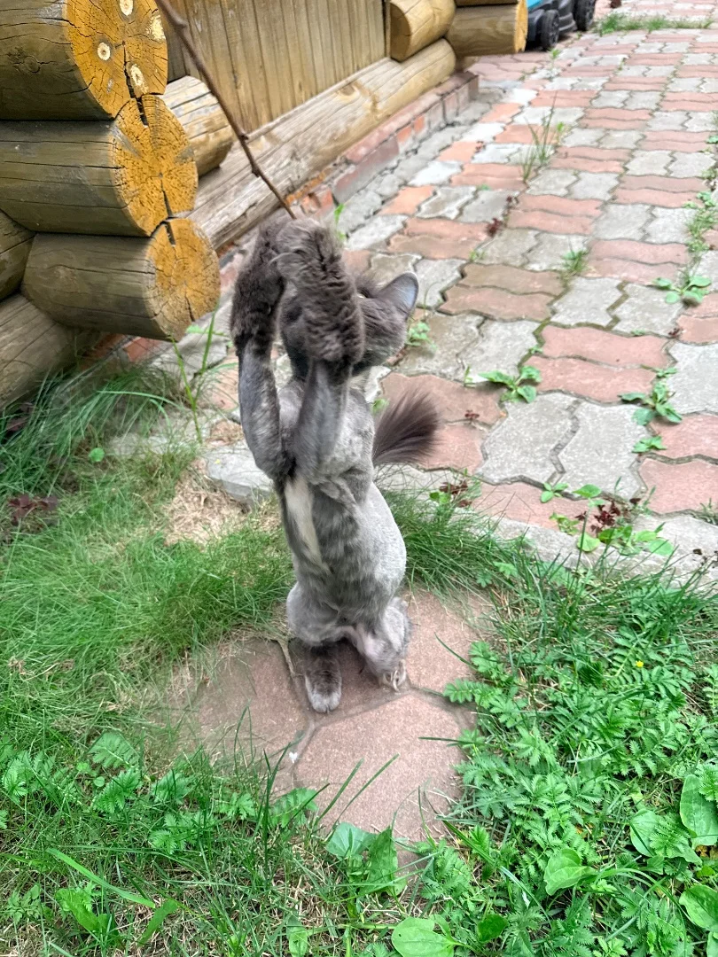 Подарите семью кошечке 🐈🐾 - миниатюра 9