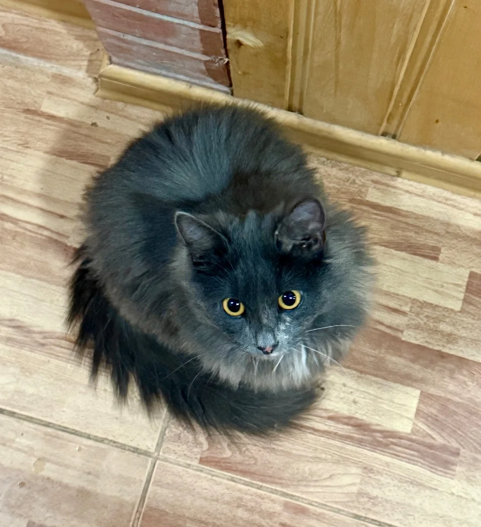 Подарите семью кошечке 🐈🐾 - миниатюра 10