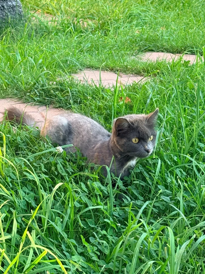 Подарите семью кошечке 🐈🐾 - миниатюра 4