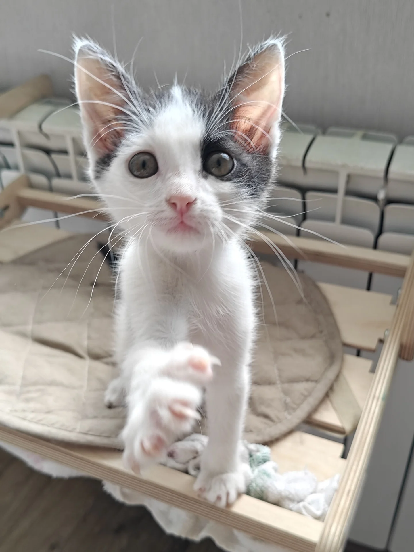 Котёнок в добрые руки - изображение 1