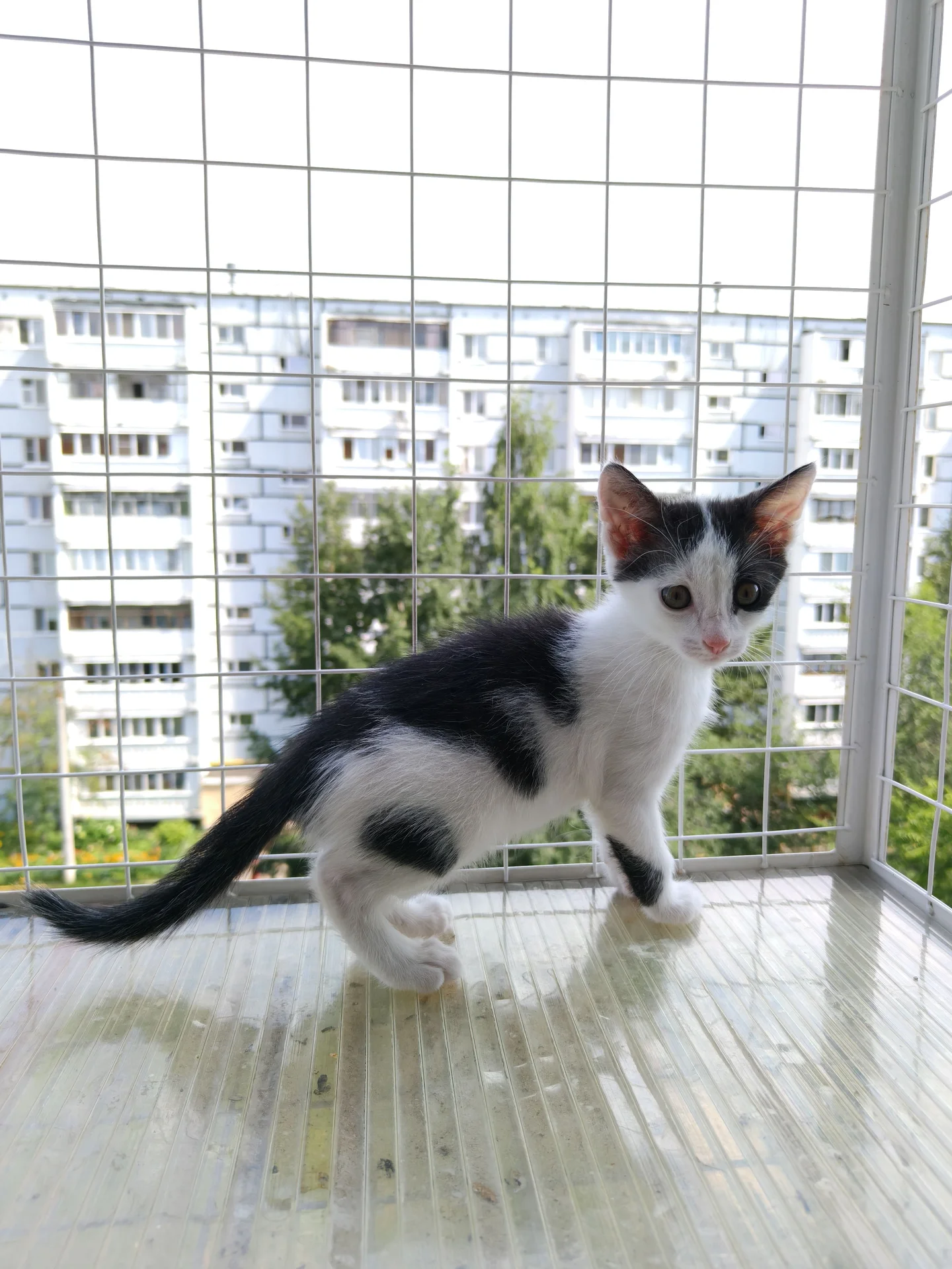 Котёнок в добрые руки - миниатюра 2