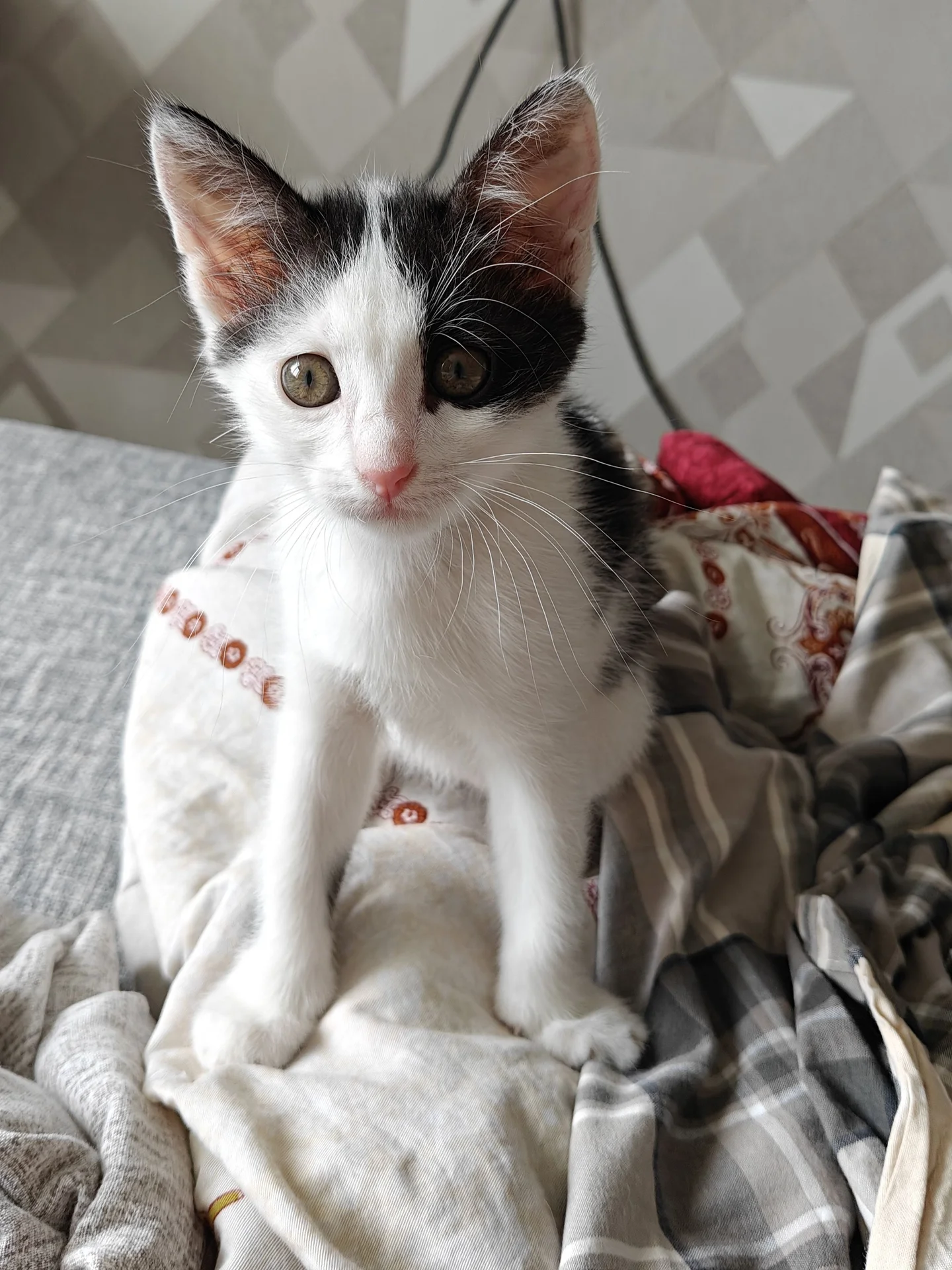 Котёнок в добрые руки - миниатюра 3