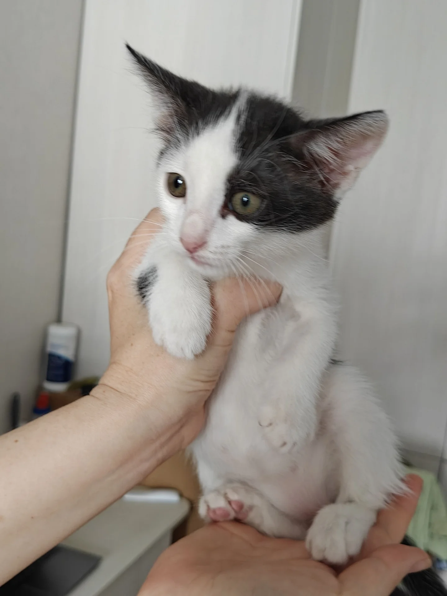 Котёнок в добрые руки - миниатюра 4