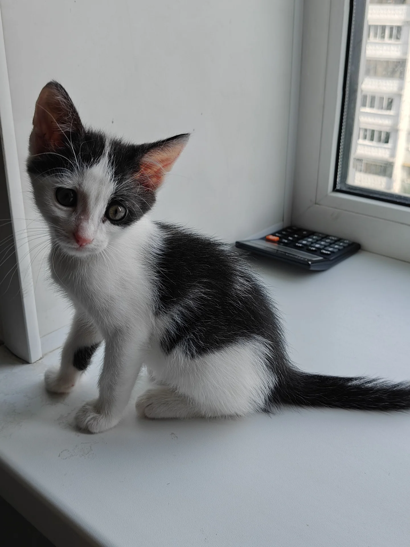 Котёнок в добрые руки - миниатюра 5